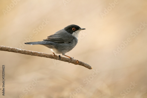 Sardinian warbler male on a branch in a Mediterranean forest with the last light of the day