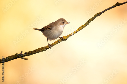 Common whitethroat on a branch of a hawthorn thicket in its territory with the first light of dawn in a Mediterranean forest