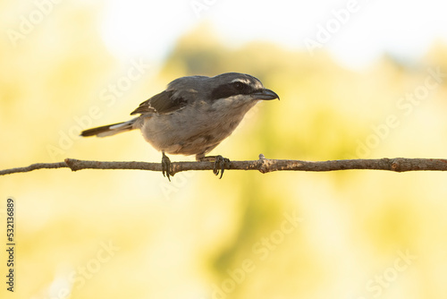 Southern grey shrike in an innkeeper of its territory with the first light of dawn in a Mediterranean forest