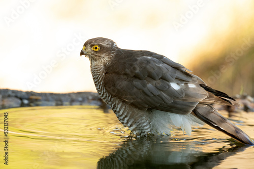 Young male Eurasian sparrow hawk, bathing in a natural water point in a Mediterranean forest with the first light of dawn © Jesus