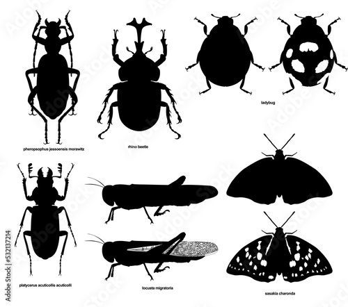 Insect silhouette2
pheropsophus, jessoensis, morawitz, rhinobeetle, ladybug, platycerus, acuticollis, acuticolli, locusta, migratoria, sasakia, charonda, 