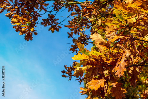 autumn background bright orange oak leaves against the blue sky © sabbra_cadabra