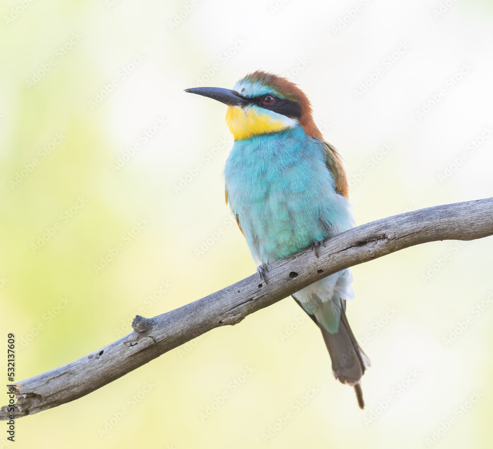 European bee-eater, Merops apiaster. Close-up of the bird against a beautiful blurred background European bee-eater, Merops apiaster. Close-up of the bird against a beautiful blurred background