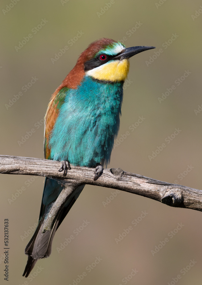 European bee-eater, Merops apiaster. Close-up of the bird against a beautiful blurred background European bee-eater, Merops apiaster. Close-up of the bird against a beautiful blurred background