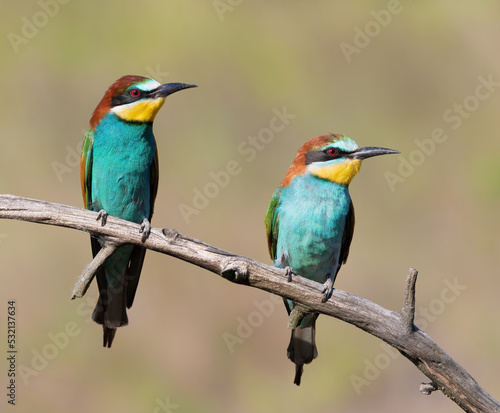European bee-eater, Merops apiaster. Two birds are sitting on a branch. Male and female