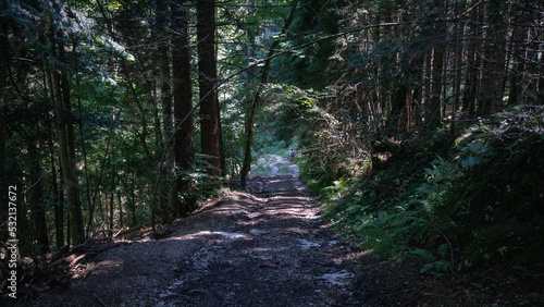 Forêt, hiker on a path in the forest