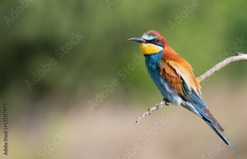 European bee-eater, Merops apiaster. Close-up of the bird against a beautiful blurred background