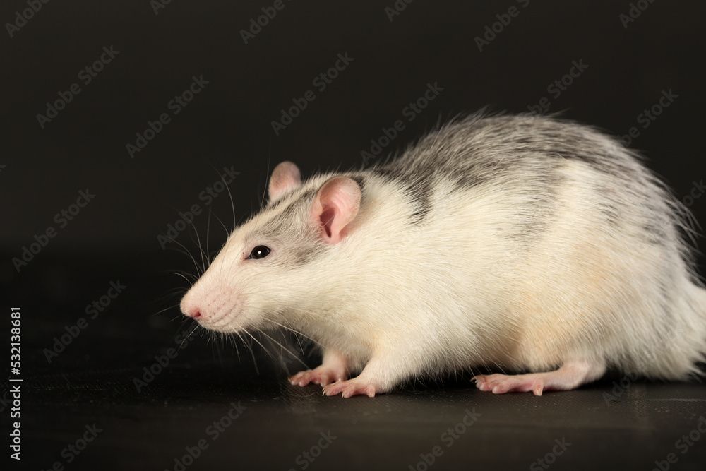 studio portrait of a domestic rat studio portrait of a domestic rat