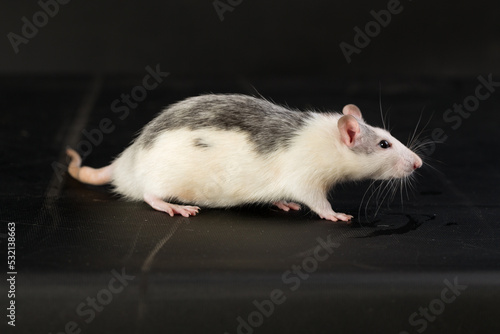 domestic rat on a black background