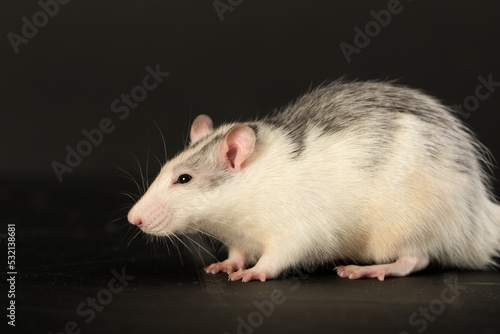 studio portrait of a domestic rat