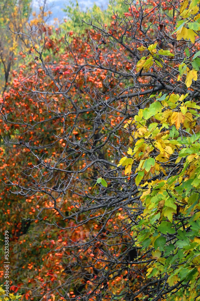Colorful autumn leaves on a tree. Selective focus. Colorful autumn leaves on a tree. Selective focus.