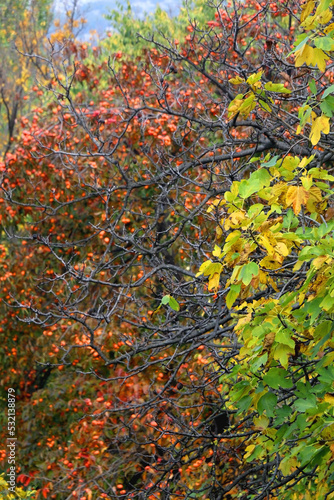 Colorful autumn leaves on a tree. Selective focus.