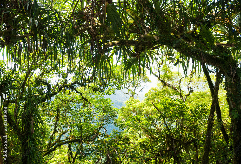 Trees in tropical jungles. Rainforest in Asia Trees in tropical jungles. Rainforest in Asia