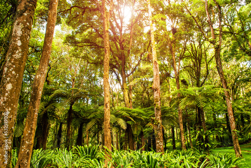 Trees in tropical jungles. Rainforest in Asia