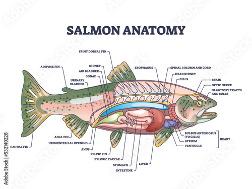 Salmon fish anatomy with biological inner structure and organ parts outline diagram. Labeled educational zoology explanation with internal liver, stomach, heart and gills location vector illustration.