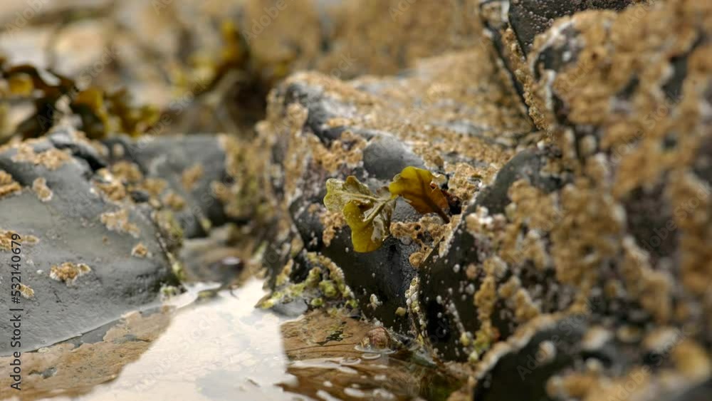 A slow panning shot of still water in a rock pool with barnacles and seaweed in Scotland. A slow panning shot of still water in a rock pool with barnacles and seaweed in Scotland.