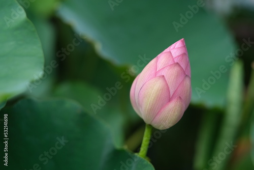 Fotografie close up one pink lotus flower bud with blur green lotus leaf