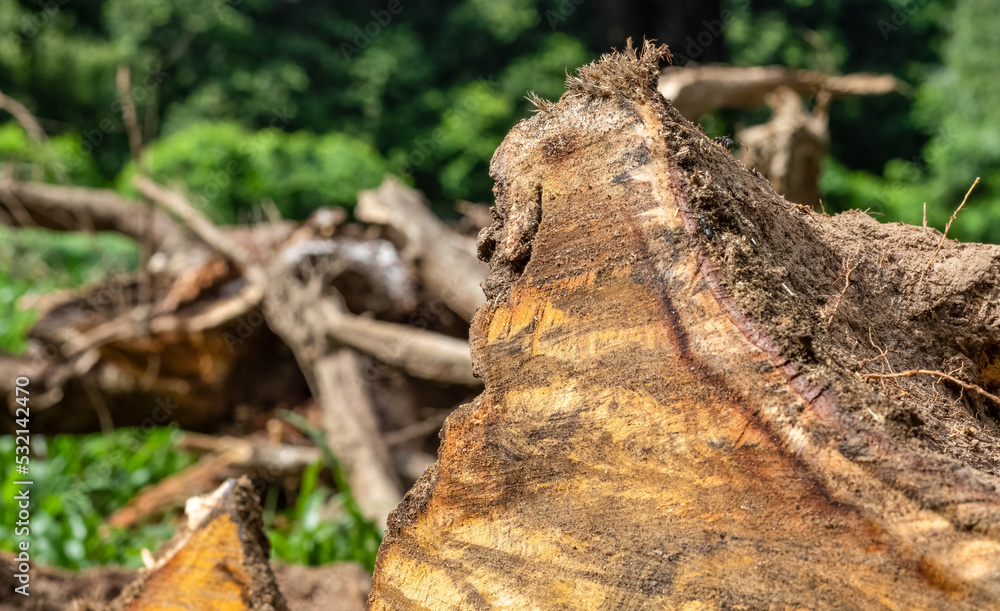 Selective focused cut out tree stump inside of the forest close up with copy space Selective focused cut out tree stump inside of the forest close up with copy space