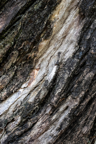 Selective focused rough tree bark texture
