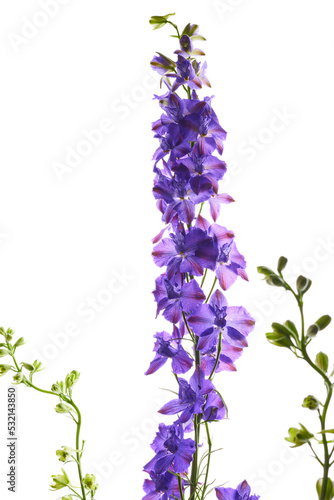 Purple flowers isolated on white background