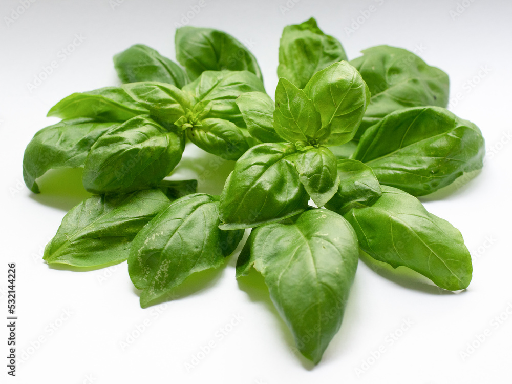 fresh green basil leaves isolated on white fresh green basil leaves isolated on white