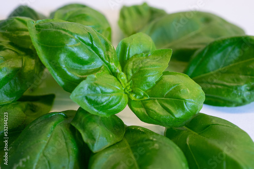 fresh basil leaves on the table