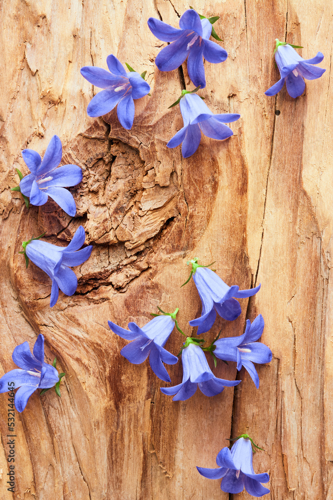 Summer still life background with blue garden flowers on a wooden surface