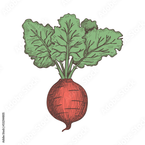 Fresh beet hand drawn icon. Natural vegetable sketch, organic food object, vegetarian meal vector illustration isolated on white background.