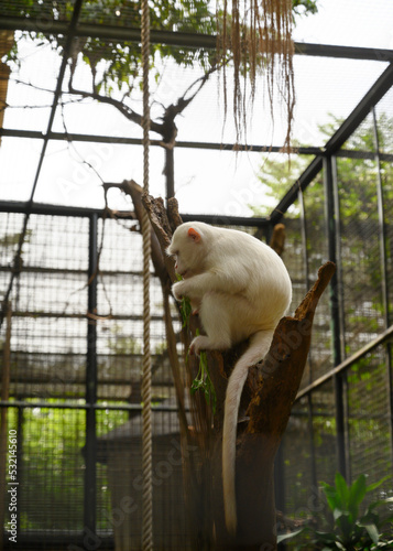 a kind of albino white monkey that is rarely found in the wild photo