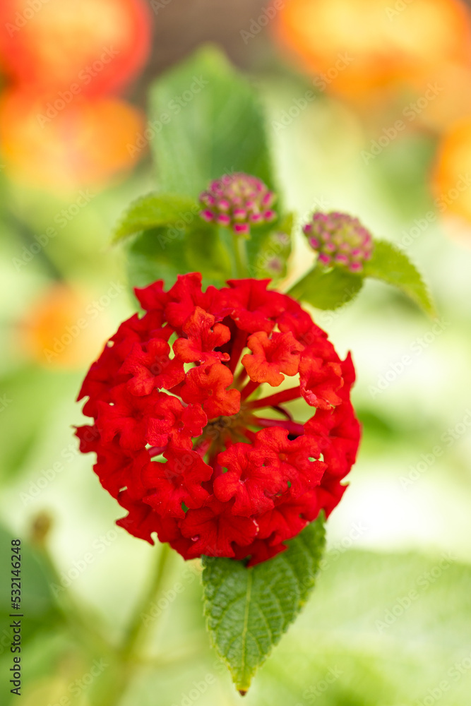 lantana camara flowers grown in a garden lantana camara flowers grown in a garden