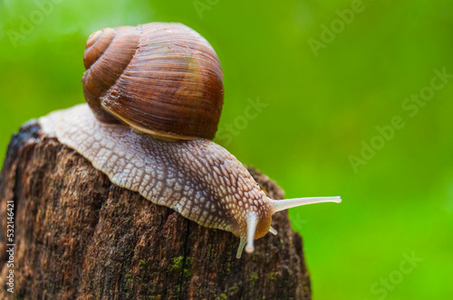 A gliding snail on the top of a stick after the rain