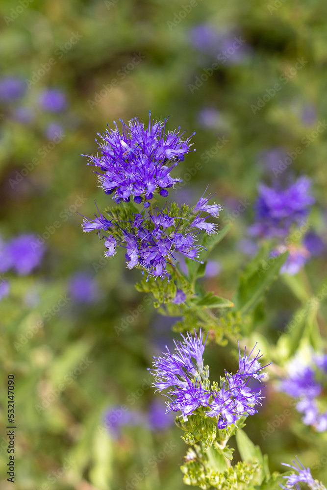 Caryopteris x clandonensis flowers grown in a garden Caryopteris x clandonensis flowers grown in a garden
