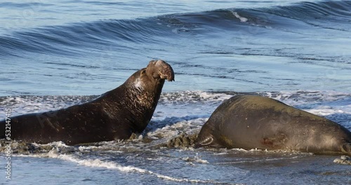 Two large elephant seals having a fight at the Elephant Seal Vista Point on the coast of California.