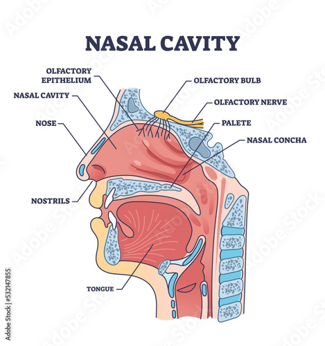 Nasal cavity anatomy with medical nose parts description outline diagram. Labeled educational cross section scheme with mouth and oral structure vector illustration. Nostrils and olfactory location.