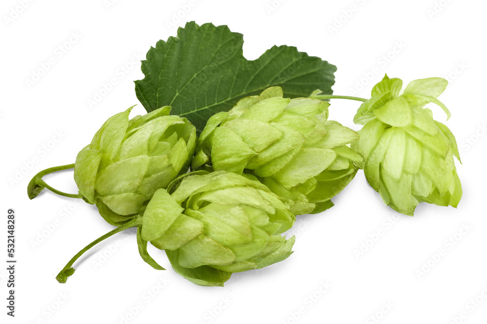 Fresh hop flowers with leaf on white background Fresh hop flowers with leaf on white background