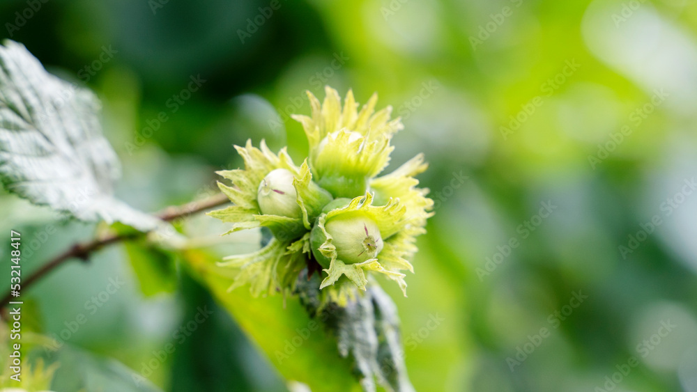 ripe nuts on a tree. nut harvest ripe nuts on a tree. nut harvest