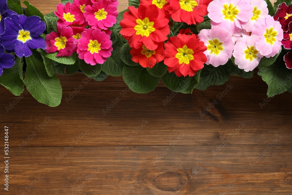 Beautiful primula (primrose) flowers on wooden background, flat lay with space for text. Spring blossom