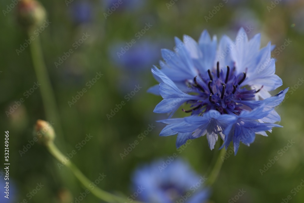 Beautiful blue cornflower outdoors on summer day, closeup Beautiful blue cornflower outdoors on summer day, closeup