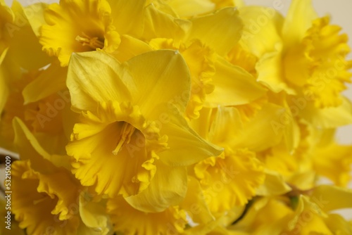 Fototapeta Naklejka Na Ścianę i Meble -  Beautiful daffodils as background, closeup. Fresh spring flowers
