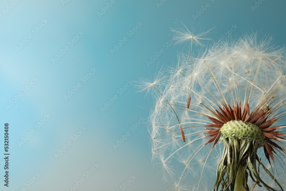 Beautiful dandelion flower on light blue background, closeup. Space for text - obrazy, fototapety, plakaty 