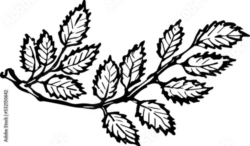 Hand drawn isolated rowan leaves. PNG black and white ink illustration