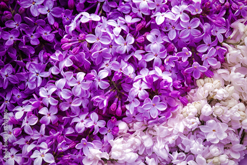 Beautiful blossoming lilac as background, closeup. Spring flowers