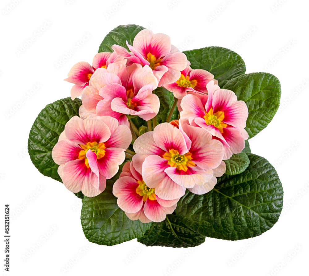 Closeup of an Isolated pink primrose flower