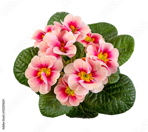 Obraz na płótnie Closeup of an Isolated pink primrose flower w salonie
