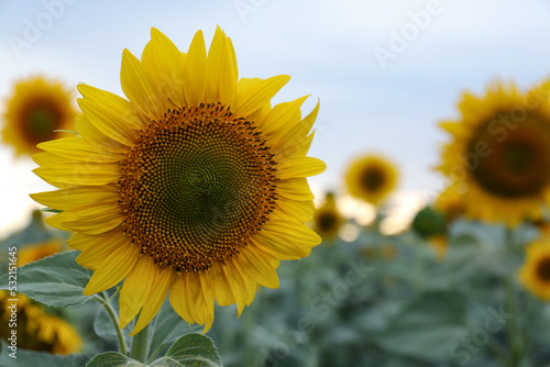 Beautiful blooming sunflower in field on summer day  closeup. Space for text