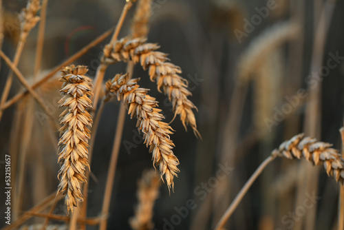 Ears of wheat in agricultural field on sunny day, closeup