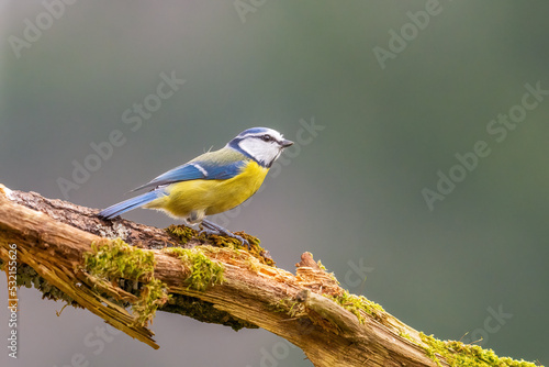 Blaumeise