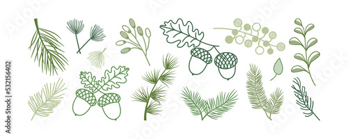 Christmas pine and fir, leaf branch tree, winter holly berry, acorn, evergreen plant, cedar twig vector icon, New Year wood, holiday decoration. Xmas line hand drawn element. Nature illustration