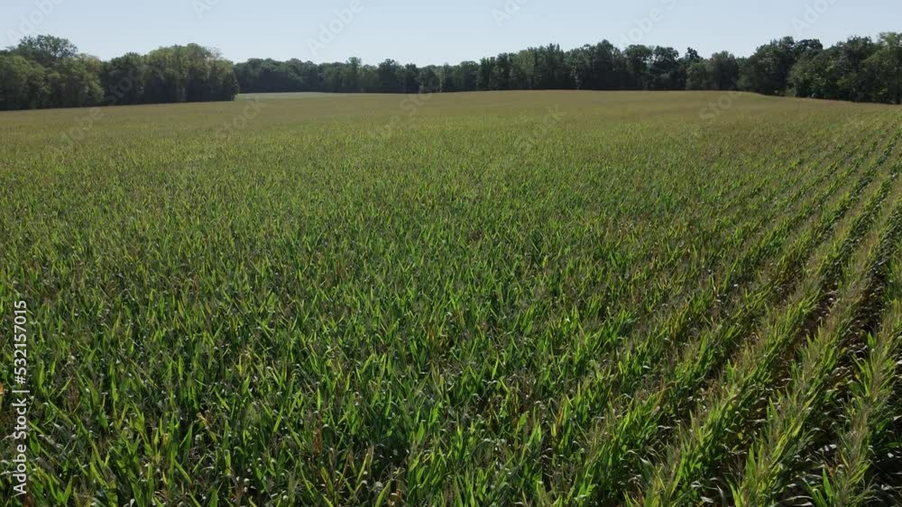 Drone flying slow and low over farm field and crop for harvest, Canada Drone flying slow and low over farm field and crop for harvest, Canada