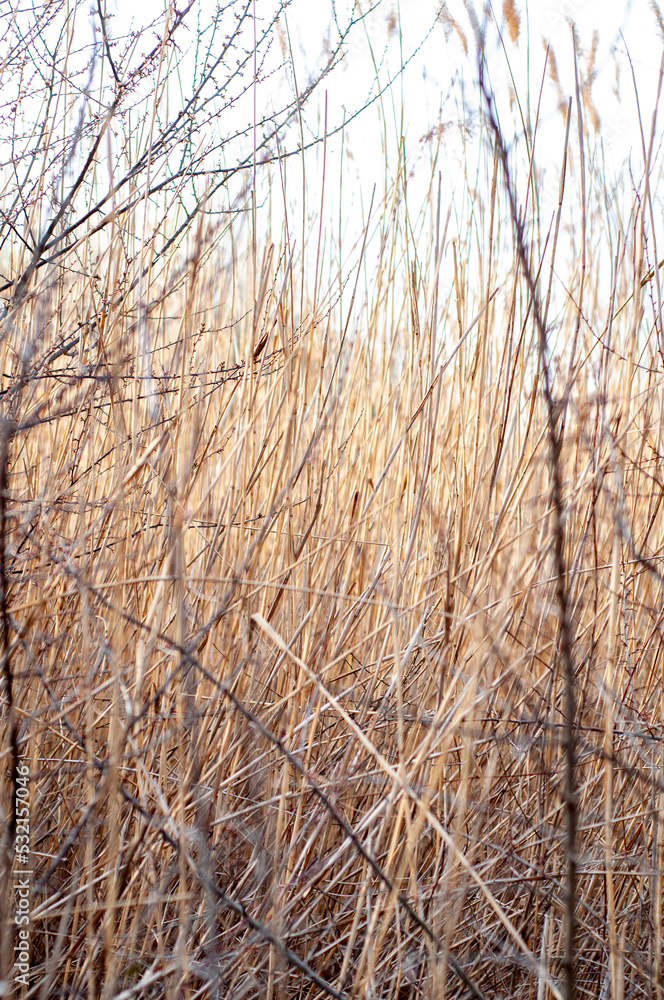 Stems of dry yellow reeds close-up among the bushes, blurred background Stems of dry yellow reeds close-up among the bushes, blurred background